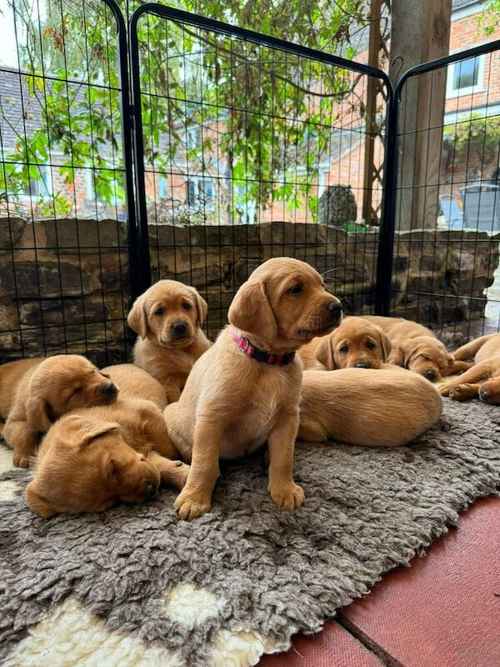 Gorgeous Kennel Club Registered Fox Red and Yellow Labrador Puppies. for sale in Burrowbridge, Somerset