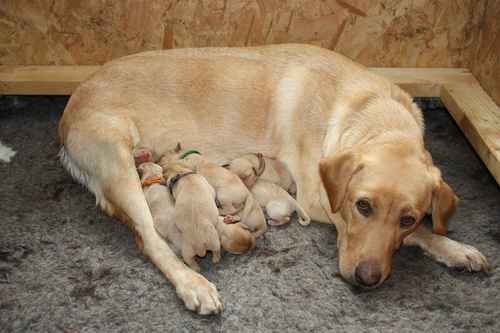 Gorgeous Kennel Club Registered Fox Red Labrador Puppies. for sale in Burrowbridge, Somerset