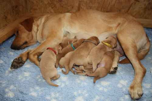 Gorgeous Kennel Club Registered Fox Red and Yellow Labrador Puppies. for sale in Burrowbridge, Somerset