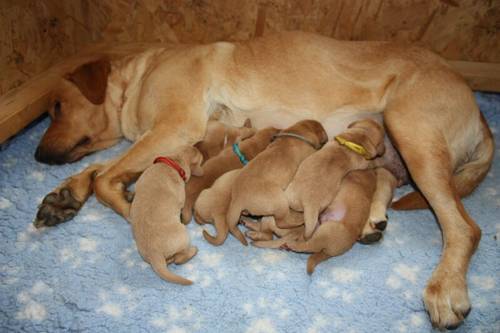 Gorgeous Kennel Club Registered Fox Red and Yellow Labrador Puppies. for sale in Burrowbridge, Somerset - Image 1