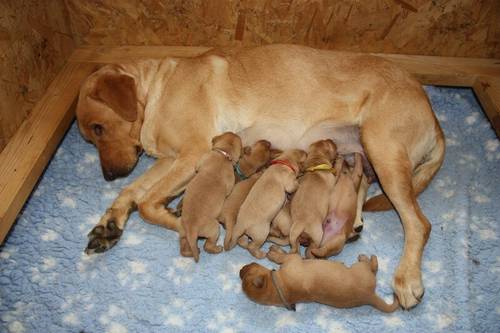 Gorgeous Kennel Club Registered Fox Red and Yellow Labrador Puppies. for sale in Burrowbridge, Somerset - Image 2