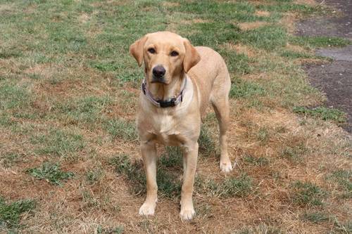 Gorgeous Kennel Club Registered Fox Red Labrador Puppies. for sale in Burrowbridge, Somerset - Image 3