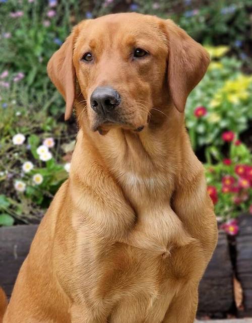 Gorgeous Kennel Club Registered Fox Red Labrador Puppies. for sale in Burrowbridge, Somerset - Image 4