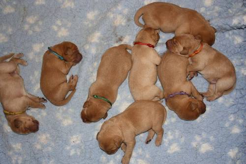 Gorgeous Kennel Club Registered Fox Red Labrador Puppies. for sale in Burrowbridge, Somerset - Image 7