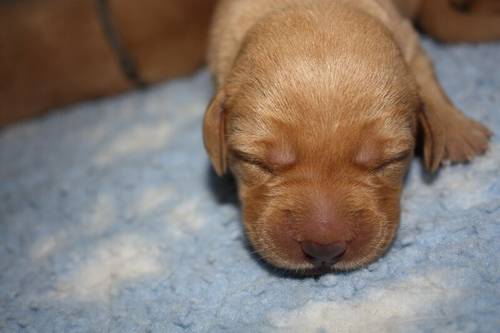 Gorgeous Kennel Club Registered Fox Red Labrador Puppies. for sale in Burrowbridge, Somerset - Image 8