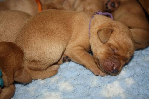 Gorgeous Kennel Club Registered Fox Red Labrador Puppies. for sale in Burrowbridge, Somerset - Image 9