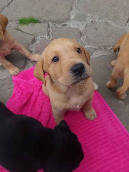 Gorgeous labrador boy left for sale in Halifax, West Yorkshire