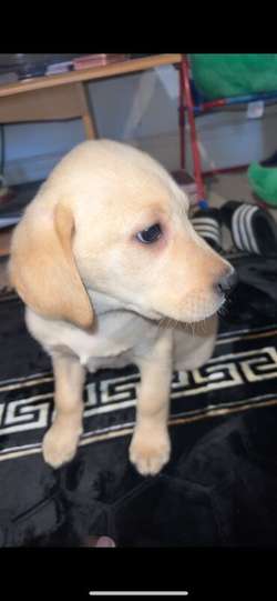 Gorgeous Labrador boys for sale in Brecon/Aberhonddu, Powys | Image 2