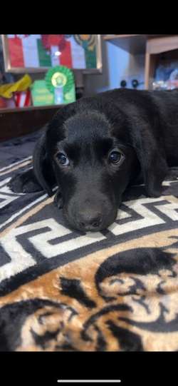 Gorgeous Labrador boys for sale in Brecon/Aberhonddu, Powys | Image 3
