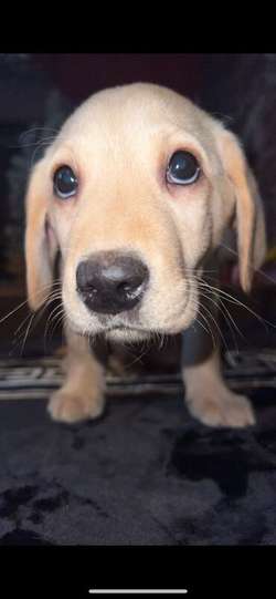 Gorgeous Labrador boys for sale in Brecon/Aberhonddu, Powys | Image 4