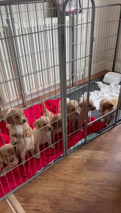 Gorgeous Labrador puppies for sale in Berwick-upon-Tweed, Northumberland