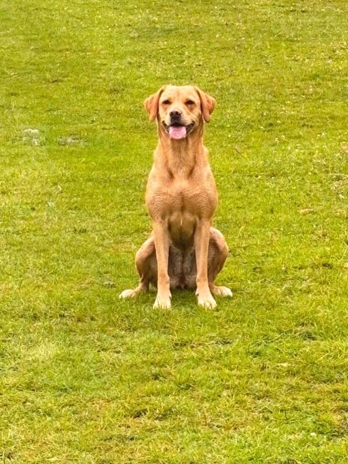 Labrador Retriever puppies for sale in Warminster, Wiltshire – 1 week old