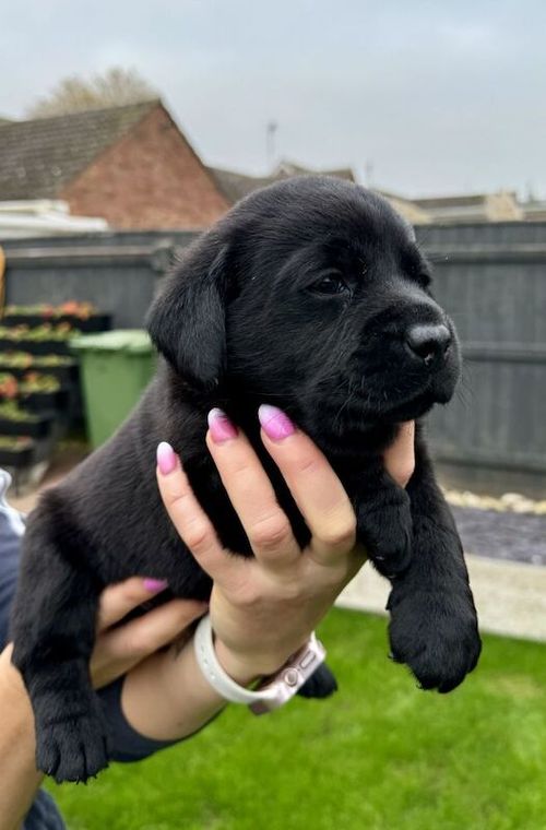 Gorgeous labrador Puppies available. for sale in Glasgow, City of Glasgow