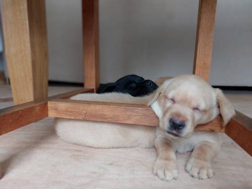 Gorgeous Labrador puppies available from 25th of March for sale in Warstock, West Midlands - Image 2