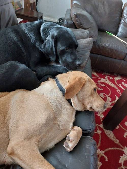 Gorgeous Labrador puppies available from 25th of March for sale in Warstock, West Midlands - Image 6