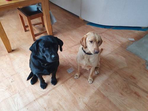 Gorgeous Labrador puppies available from 25th of March for sale in Warstock, West Midlands - Image 7