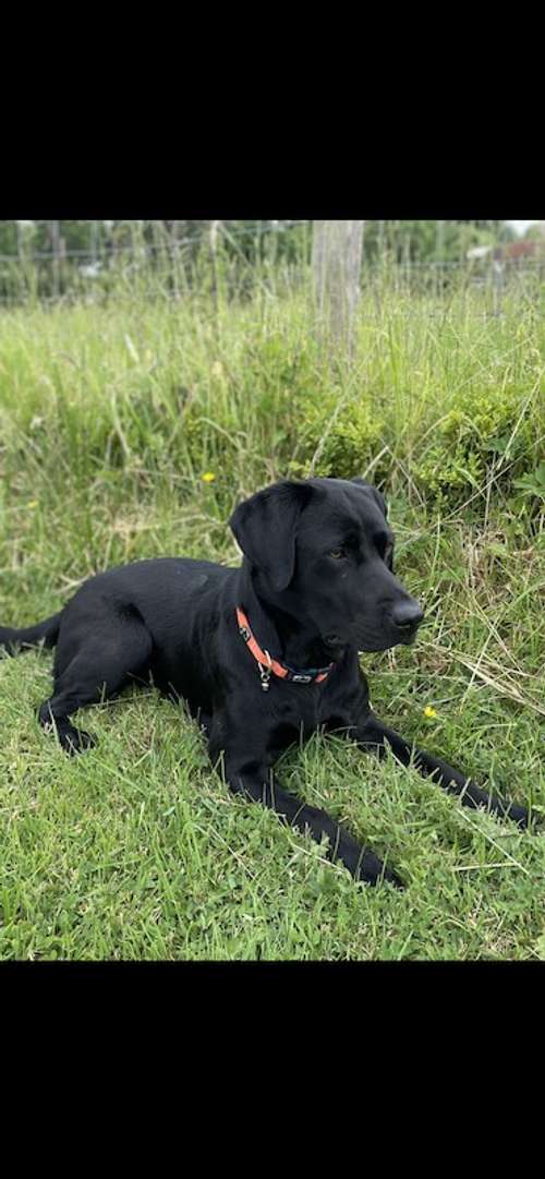 Gorgeous Labrador puppies due 11th Dec ready 5th Feb for sale in Gloucester, Gloucestershire