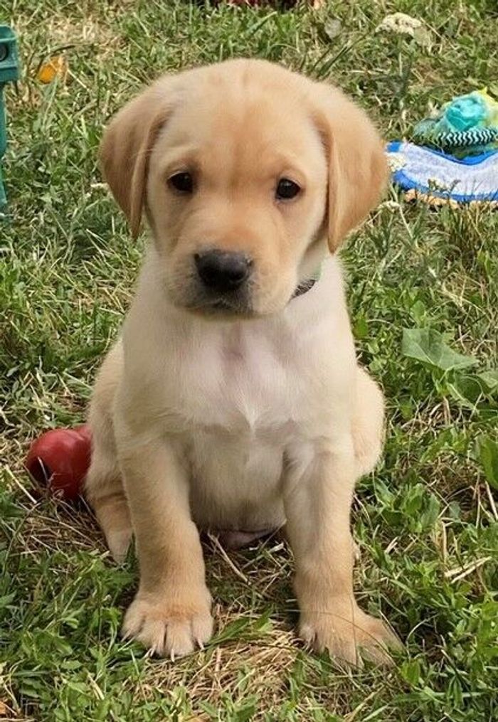 Labrador Retriever puppies for sale in Tetbury, Gloucestershire – 8 weeks old