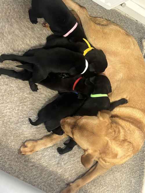 Gorgeous Labrador Puppies (ready to leave 5 boys left) for sale in Wishaw, North Lanarkshire