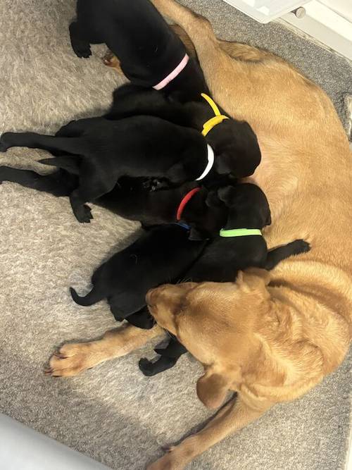 Gorgeous Labrador Puppies (ready to leave 5 boys left) for sale in Wishaw, North Lanarkshire - Image 1