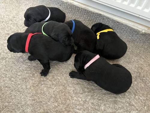 Gorgeous Labrador Puppies (ready to leave 5 boys left) for sale in Wishaw, North Lanarkshire - Image 2