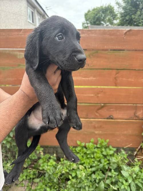 Gorgeous Labrador Puppies (ready to leave 5 boys left) for sale in Wishaw, North Lanarkshire - Image 3