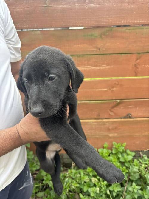 Gorgeous Labrador Puppies (ready to leave 5 boys left) for sale in Wishaw, North Lanarkshire - Image 4