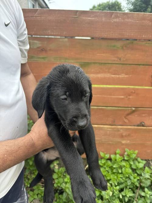 Gorgeous Labrador Puppies (ready to leave 5 boys left) for sale in Wishaw, North Lanarkshire - Image 5