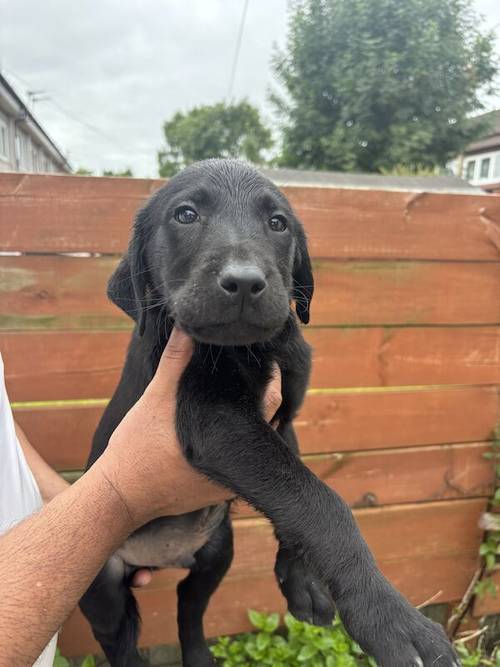 Gorgeous Labrador Puppies (ready to leave 5 boys left) for sale in Wishaw, North Lanarkshire - Image 6