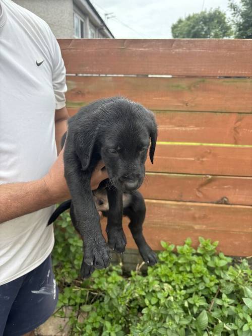 Gorgeous Labrador Puppies (ready to leave 5 boys left) for sale in Wishaw, North Lanarkshire - Image 7