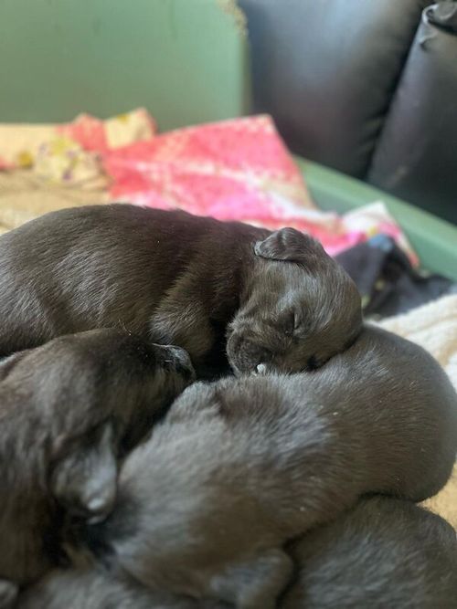Gorgeous litter of working black labradors for sale in Rickmansworth, Hertfordshire