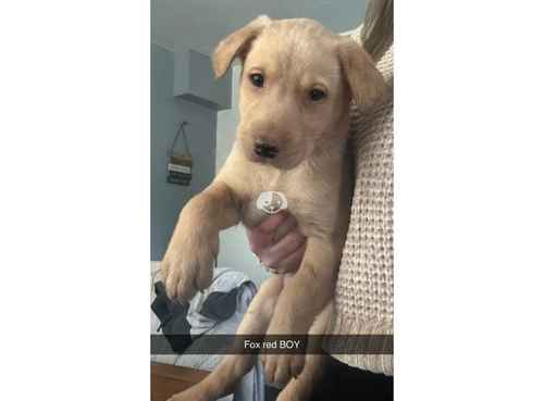 Gorgeous mixture of lab puppies in Hartlepool for sale in Hartlepool, County Durham