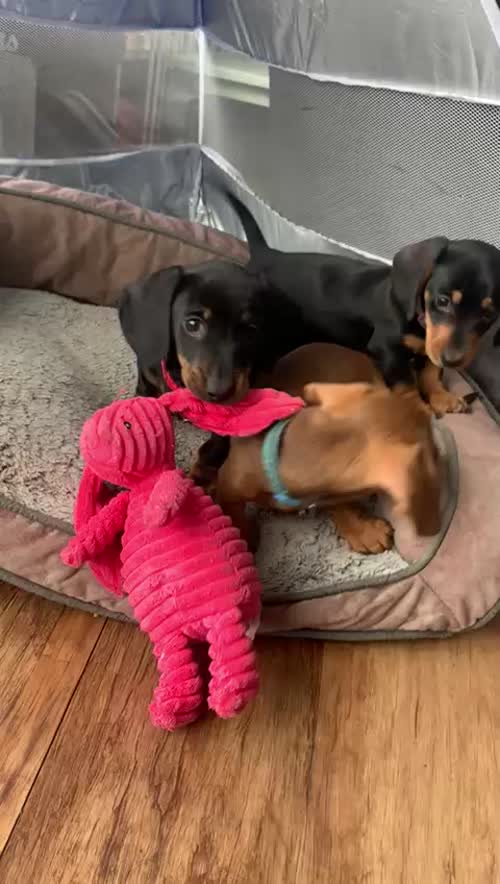 Gorgeous msh dachshund puppies for sale in Llandysul, Dyfed