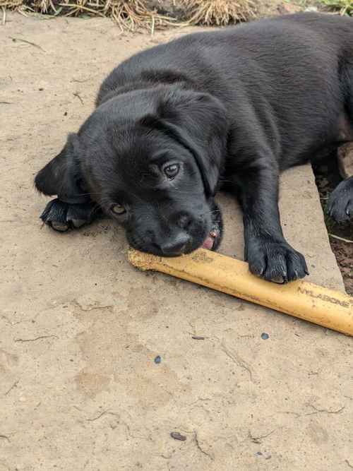 Gorgeous springador puppies for sale in Shropshire