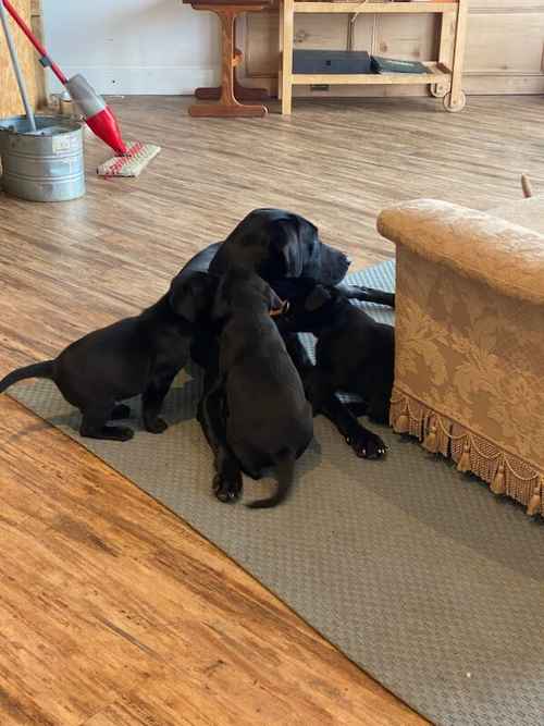 ***8 weeks old Gorgeous Working Labrador Puppies*** for sale in Pentrich, Derbyshire