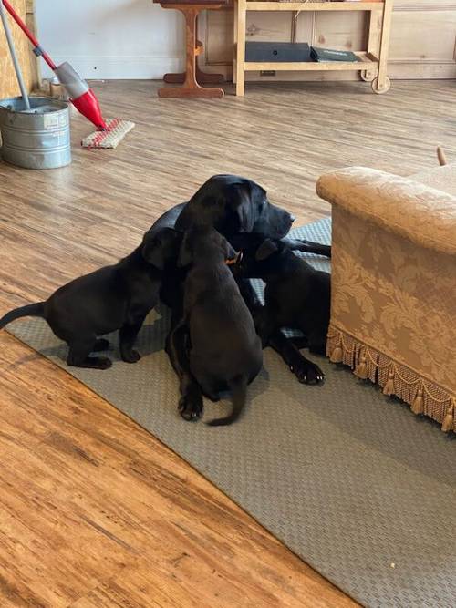 **2 Gorgeous Working Labrador boy Puppies** for sale in Pentrich, Derbyshire - Image 1