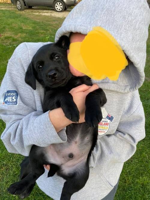 ***8 weeks old Gorgeous Working Labrador Puppies*** for sale in Pentrich, Derbyshire - Image 2