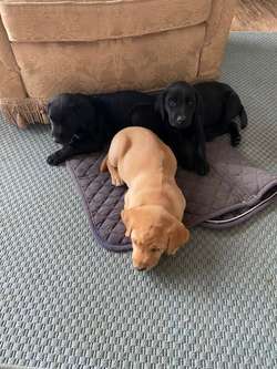 **2 Gorgeous Working Labrador boy Puppies** for sale in Pentrich, Derbyshire | Image 3
