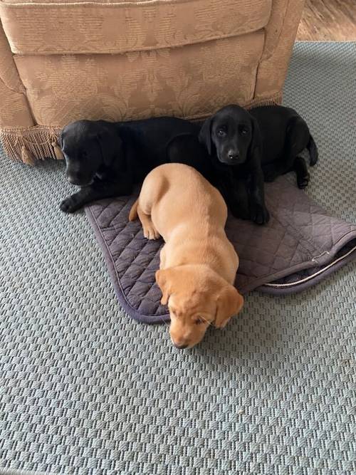 ***8 weeks old Gorgeous Working Labrador Puppies*** for sale in Pentrich, Derbyshire - Image 3