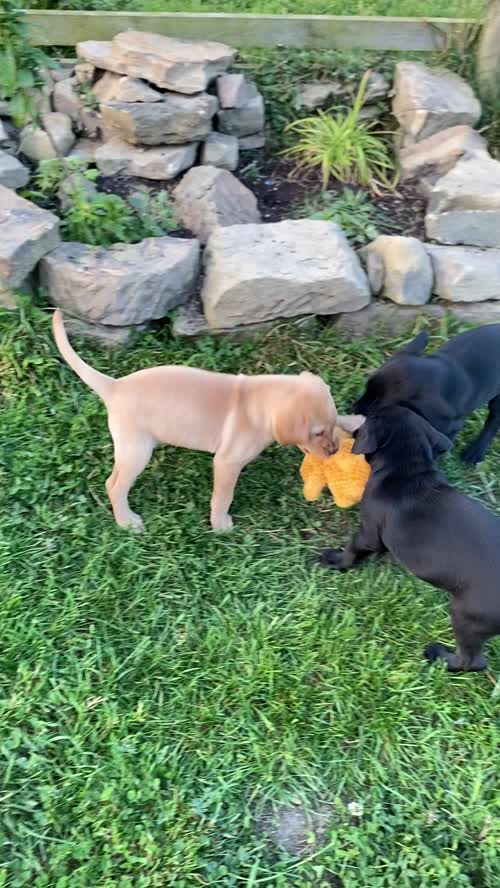 ***8 weeks old Gorgeous Working Labrador Puppies*** for sale in Pentrich, Derbyshire