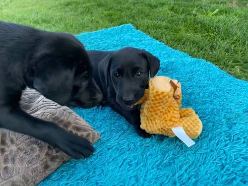 ***8 weeks old Gorgeous Working Labrador Puppies*** for sale in Pentrich, Derbyshire - Image 4