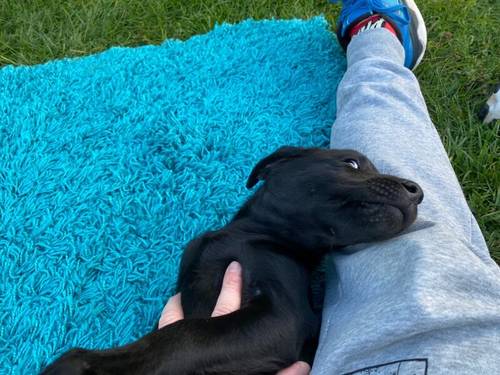 **2 Gorgeous Working Labrador boy Puppies** for sale in Pentrich, Derbyshire - Image 5