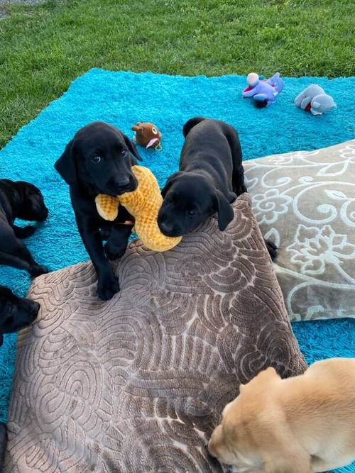 **2 Gorgeous Working Labrador boy Puppies** for sale in Pentrich, Derbyshire - Image 6