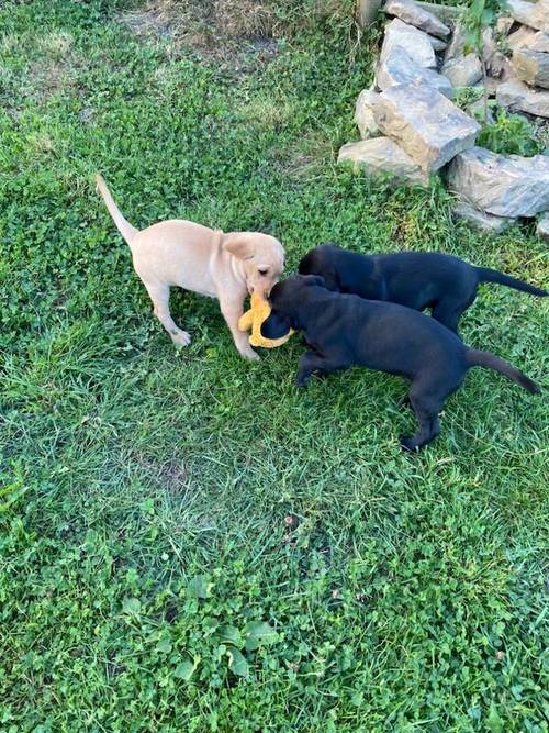 **2 Gorgeous Working Labrador boy Puppies** for sale in Pentrich, Derbyshire - Image 8