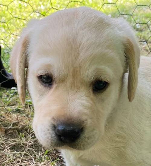 Gorgeous yellow lab pup. Exceptional lines for sale in Andover, Hampshire - Image 3