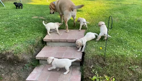 Gorgeous yellow lab pup. Exceptional lines for sale in Andover, Hampshire