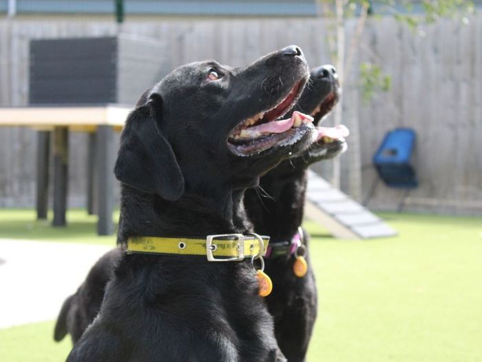 Labrador Retriever for adoption in Evesham, Worcestershire – 9 years old