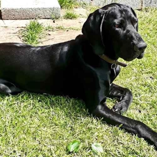 Gsp for stud kc registered for sale in Maghull, Merseyside