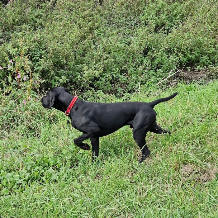 Labrador Retriever stud dog for stud in Maghull, Merseyside – KC registered, 11 months old - Image 3 of 15