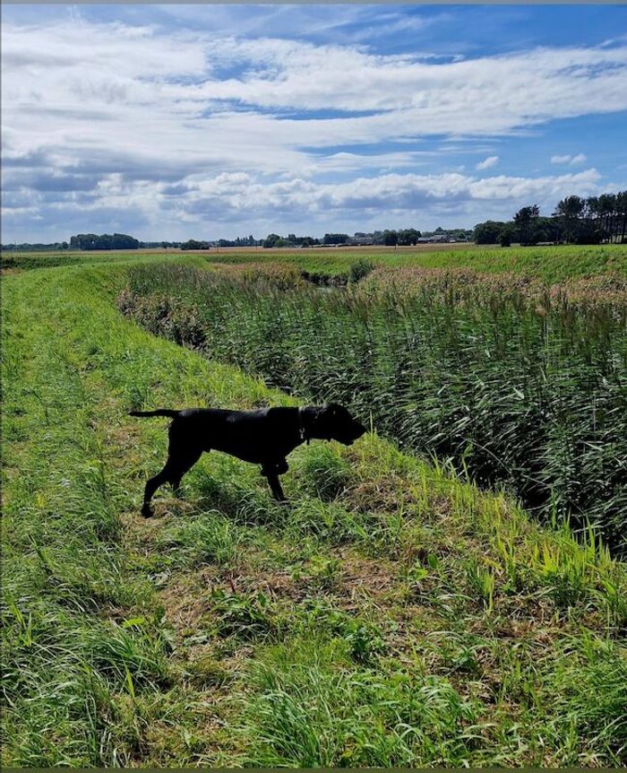 Labrador Retriever stud dog for stud in Maghull, Merseyside – KC registered, 11 months old - Image 10 of 15